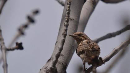 Eurasian Wryneck