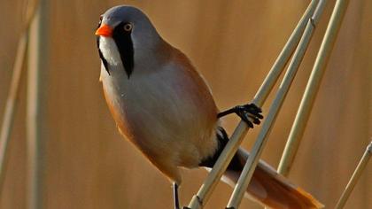 Bıyıklı baştankara