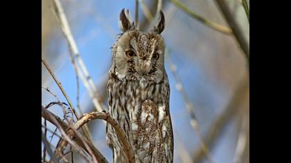 Kulaklı orman baykuşu