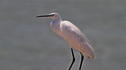 Küçük ak balıkçıl