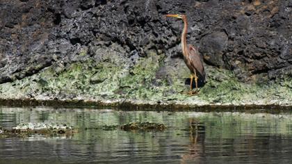 Erguvani balıkçıl