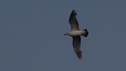 Van gölü martısı