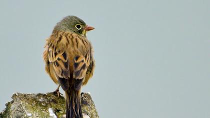 Ortolan Bunting