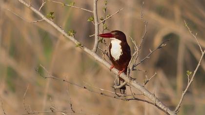 İzmir yalıçapkını