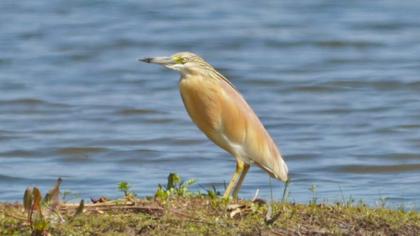 Squacco Heron