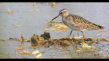 Orman düdükçünü