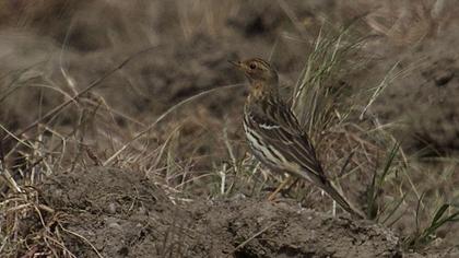 Kızılgerdanlı incirkuşu