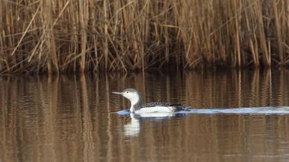 Kızılgerdanlı dalgıç