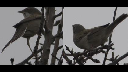 Akgerdanlı ötleğen