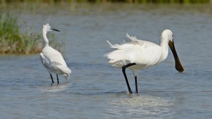 Eurasian Spoonbill
