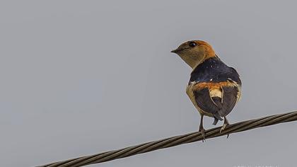 Kızıl kırlangıç