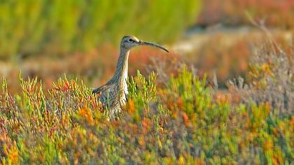 Sürmeli kervançulluğu