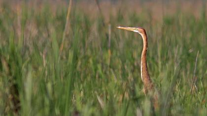 Erguvani balıkçıl