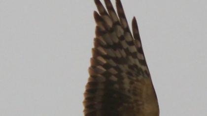 Pallid Harrier