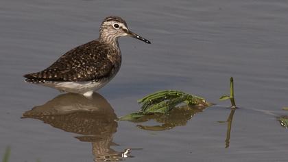 Orman düdükçünü