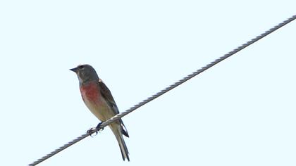 Common Linnet