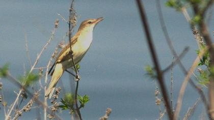 Büyük kamışçın