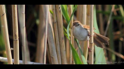 Kamışbülbülü