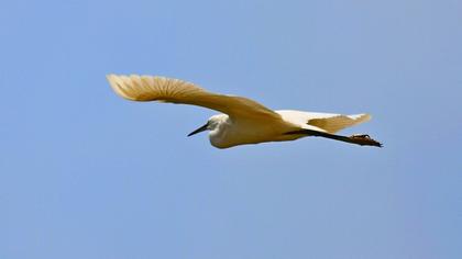 Küçük ak balıkçıl