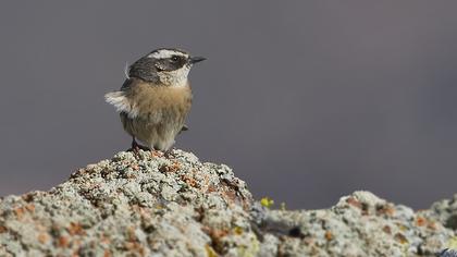 Sürmeli dağbülbülü