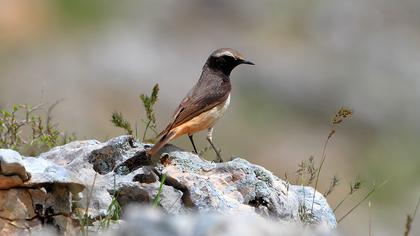 Red-tailed Wheatear