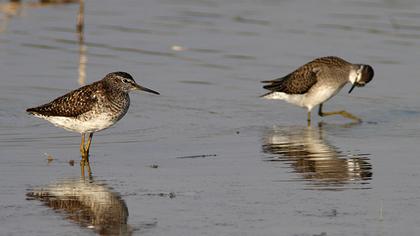 Orman düdükçünü