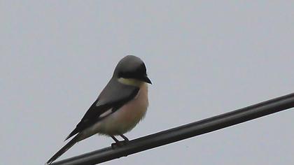 Karaalınlı örümcekkuşu