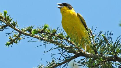 Karabaşlı kirazkuşu