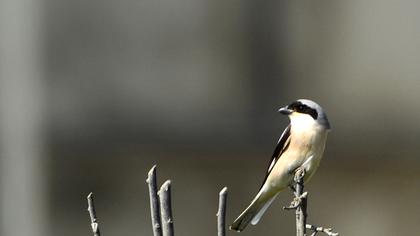 Karaalınlı örümcekkuşu