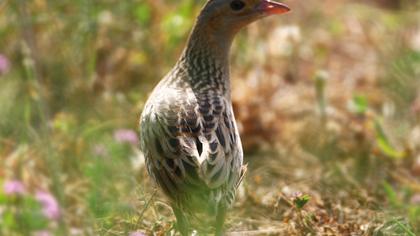 Bıldırcınkılavuzu