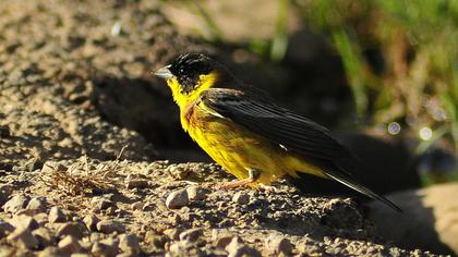 Karabaşlı kirazkuşu