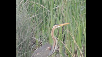 Erguvani balıkçıl