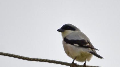 Karaalınlı örümcekkuşu