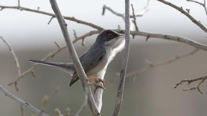Pembegöğüslü ötleğen