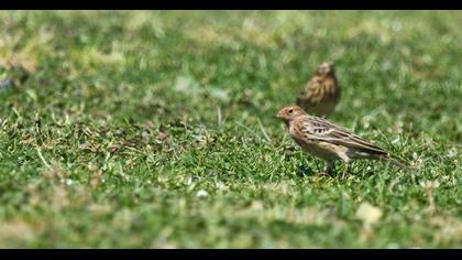 Kızılgerdanlı incirkuşu
