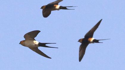 Kızıl kırlangıç