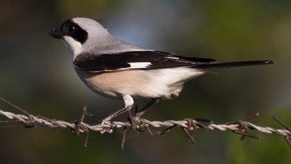 Karaalınlı örümcekkuşu