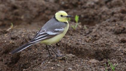 Sarıbaşlı kuyruksallayan