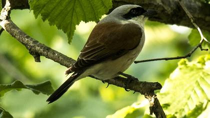 Kızılsırtlı örümcekkuşu