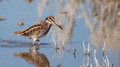Küçük suçulluğu