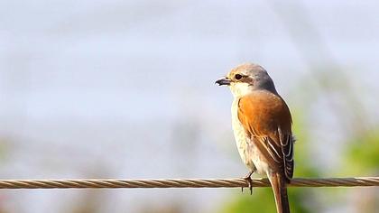 Kızılsırtlı örümcekkuşu