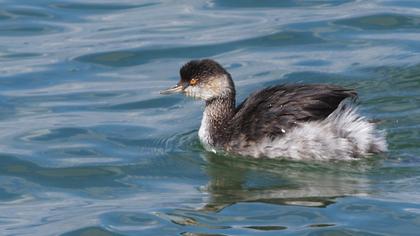 Karaboyunlu batağan