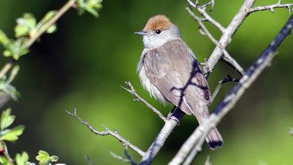Karabaşlı ötleğen