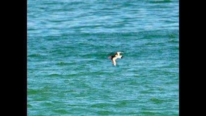 Eurasian Oystercatcher