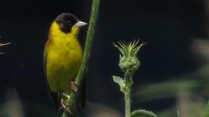 Karabaşlı kirazkuşu