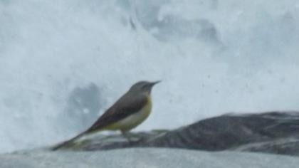 Dağ kuyruksallayanı