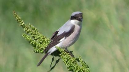 Karaalınlı örümcekkuşu