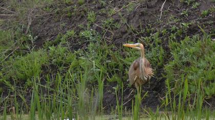 Erguvani balıkçıl