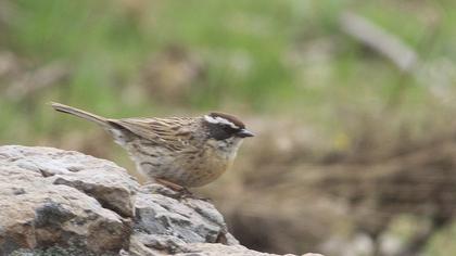 Sürmeli dağbülbülü