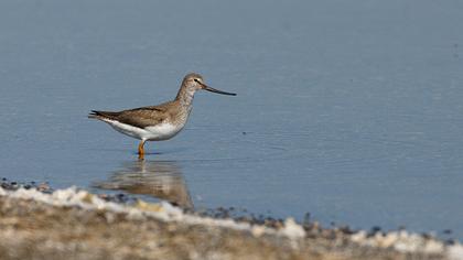 Terek düdükçünü
